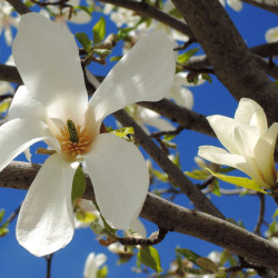 Magnolia kobus