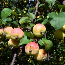 Malus sylvestris