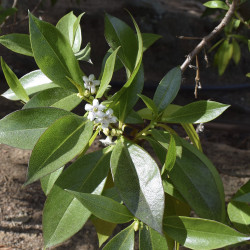 Myoporum laetum