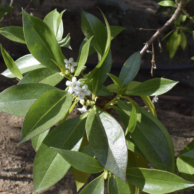 Myoporum laetum