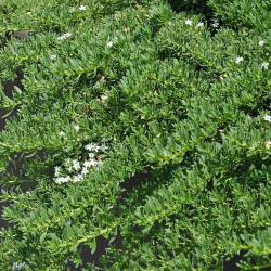Myoporum parvifolium
