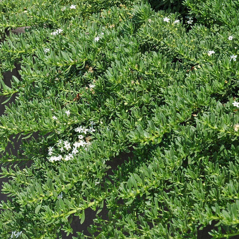Myoporum parvifolium