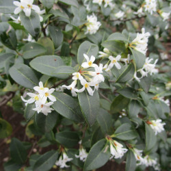 Osmanthus delavayi