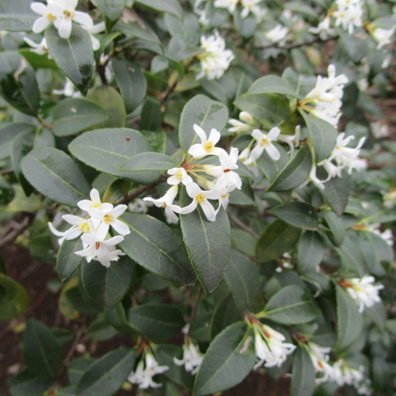 Osmanthus delavayi