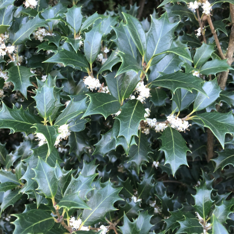 Osmanthus Heterophyllus Osmanthus Heterophyllus