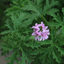 Pelargonium graveolens
