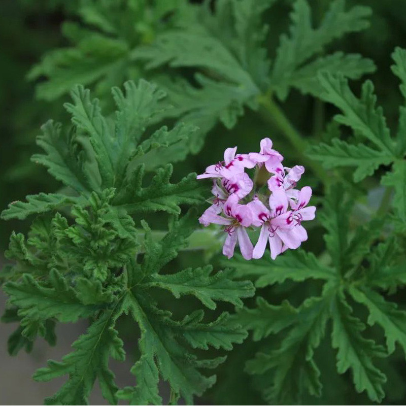 Pelargonium graveolens