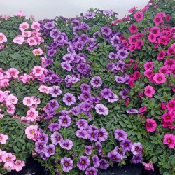 Petunia surfinia