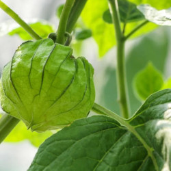 Physalis peruviana