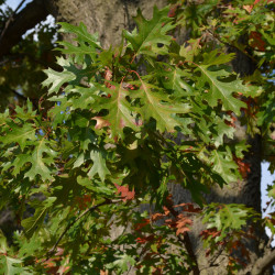 Quercus coccinea