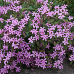 Saponaria ocymoides