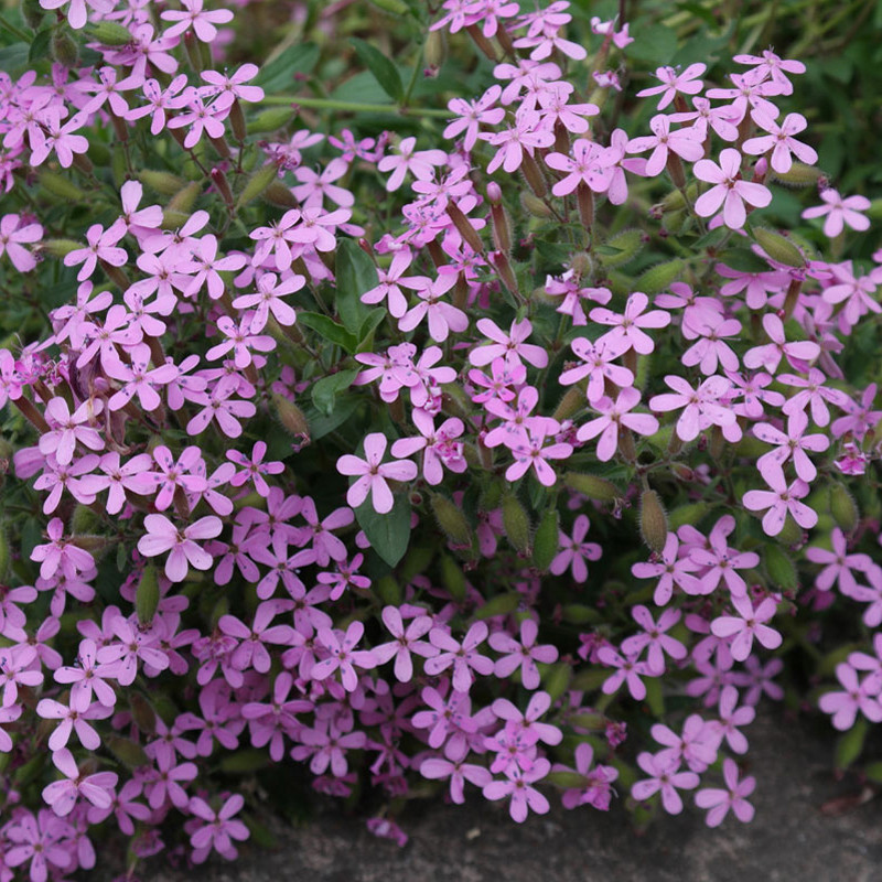 Saponaria ocymoides