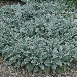 Stachys byzantina