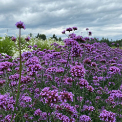 Verbena bonariensis