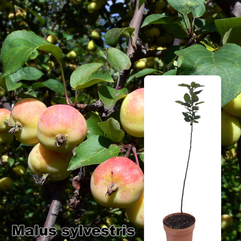 Malus sylvestris