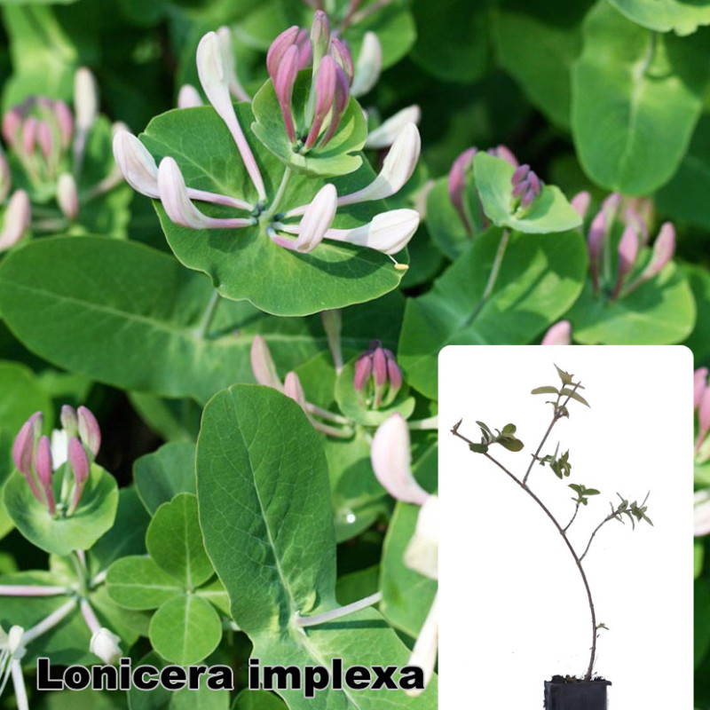 Lonicera implexa