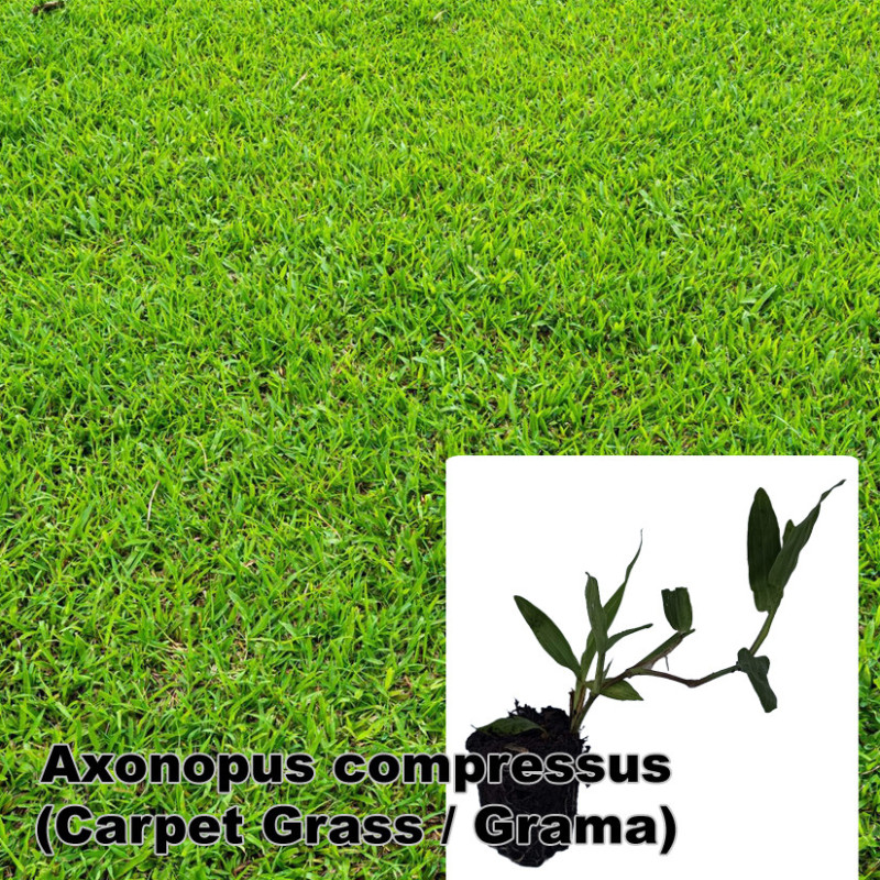 Axonopus compressus
