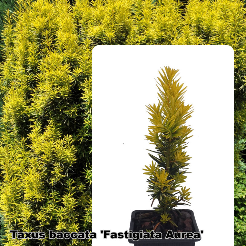 Taxus baccata 'Fastigiata Aurea'