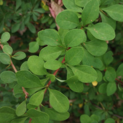 Berberis thunbergii