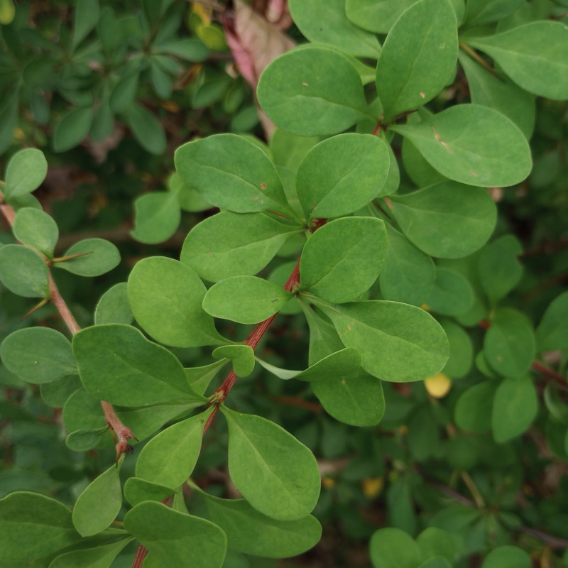 Berberis thunbergii
