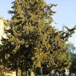 Cupressus sempervirens horizontalis
