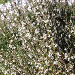 Cytisus multiflorus