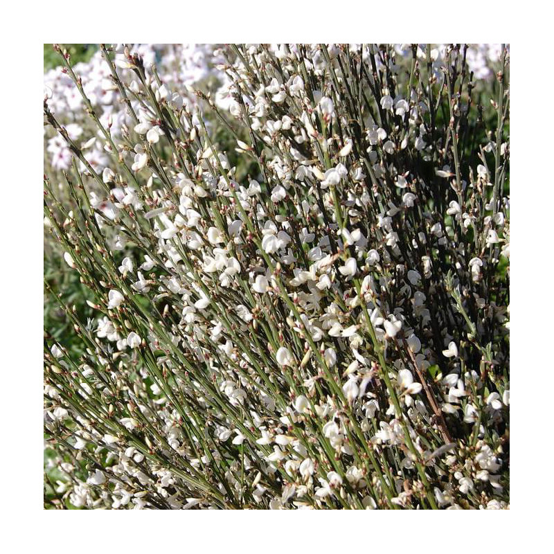 Cytisus multiflorus