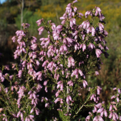 Erica australis