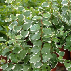 Ficus pumila 'Variegata'