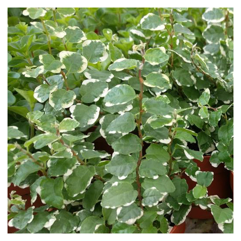 Ficus pumila 'Variegata'