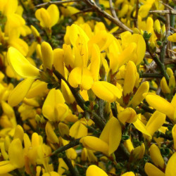 Genista scorpius