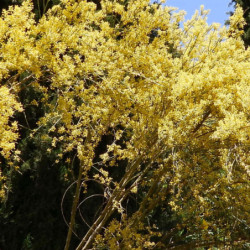 Genista sphaerocarpa
