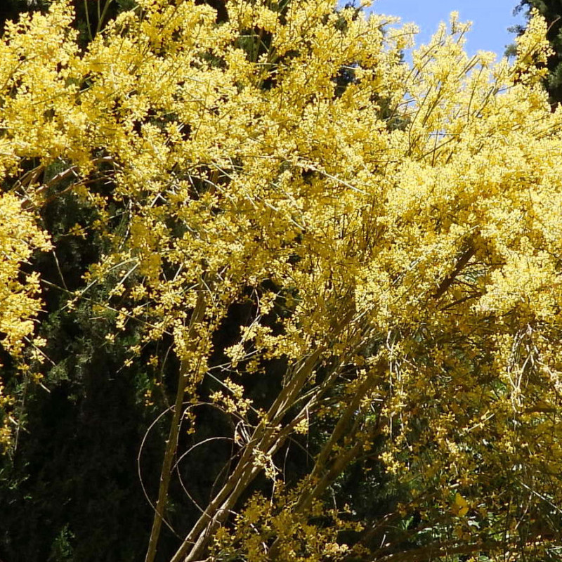 Genista sphaerocarpa
