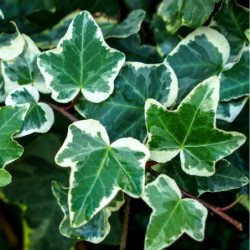 Hedera helix 'White Variegated'