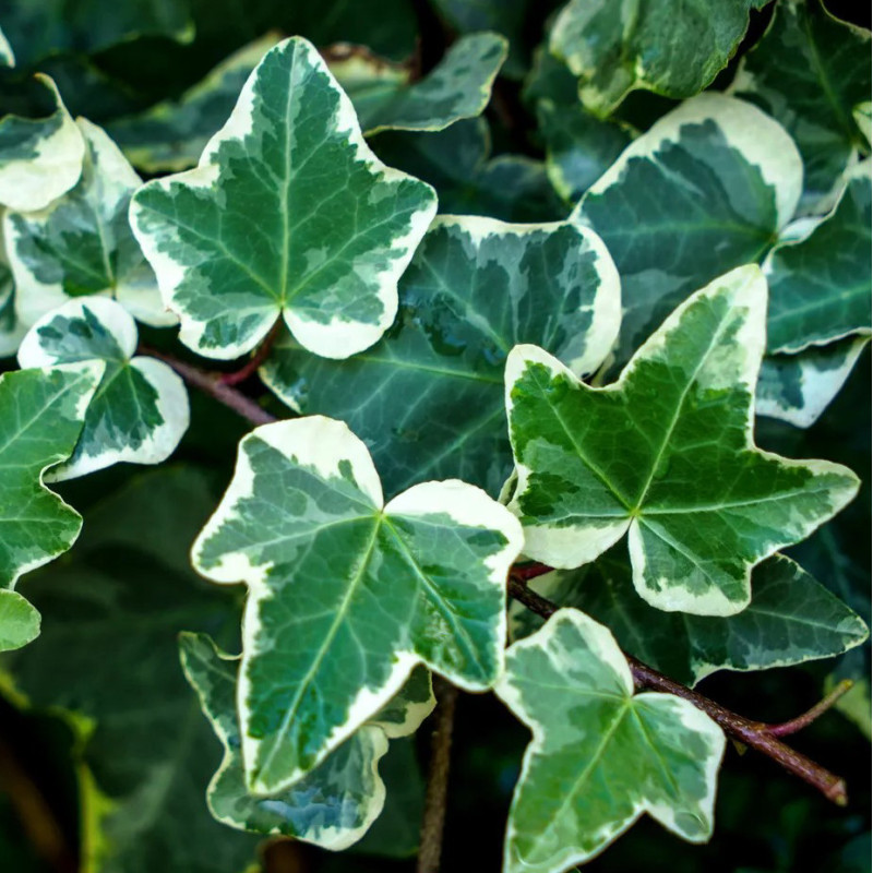 Hedera helix 'White Variegated'