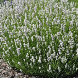 Lavandula angustifolia 'Alba'