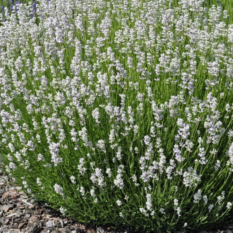 Lavandula angustifolia 'Alba'