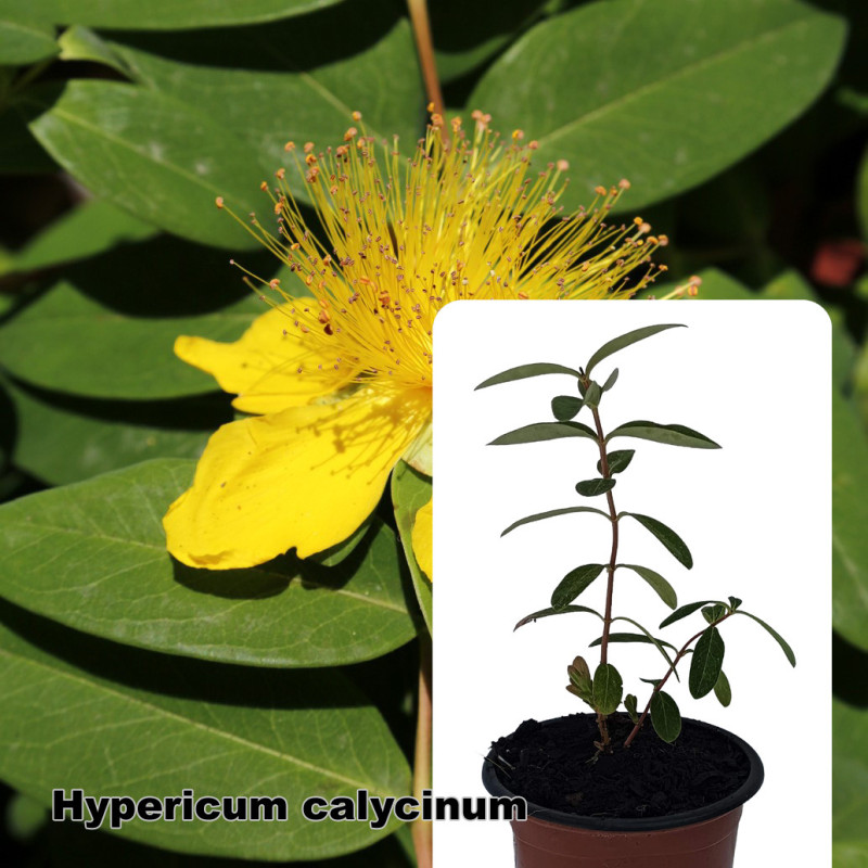 Hypericum calycinum