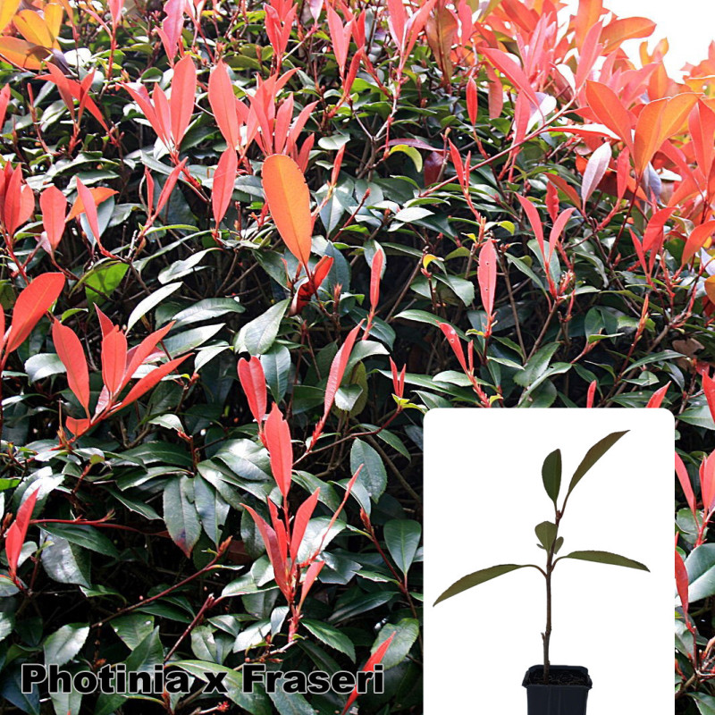 Photinia x fraseri