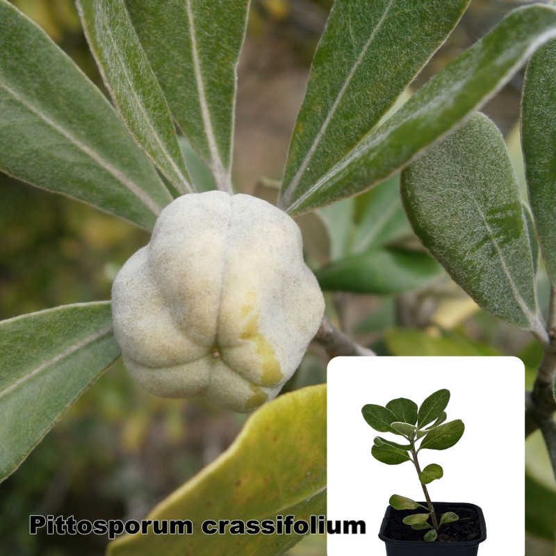 Pittosporum crassifolium