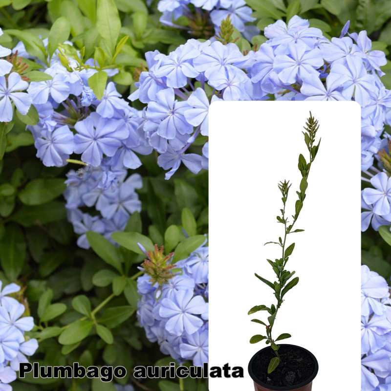 Plumbago auriculata