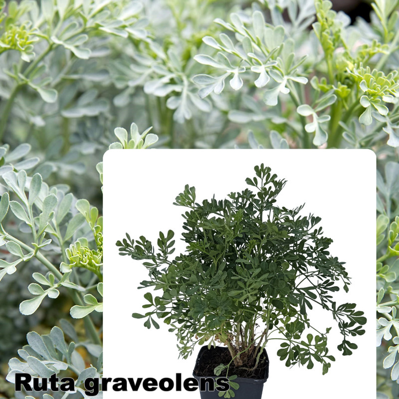 Ruta graveolens