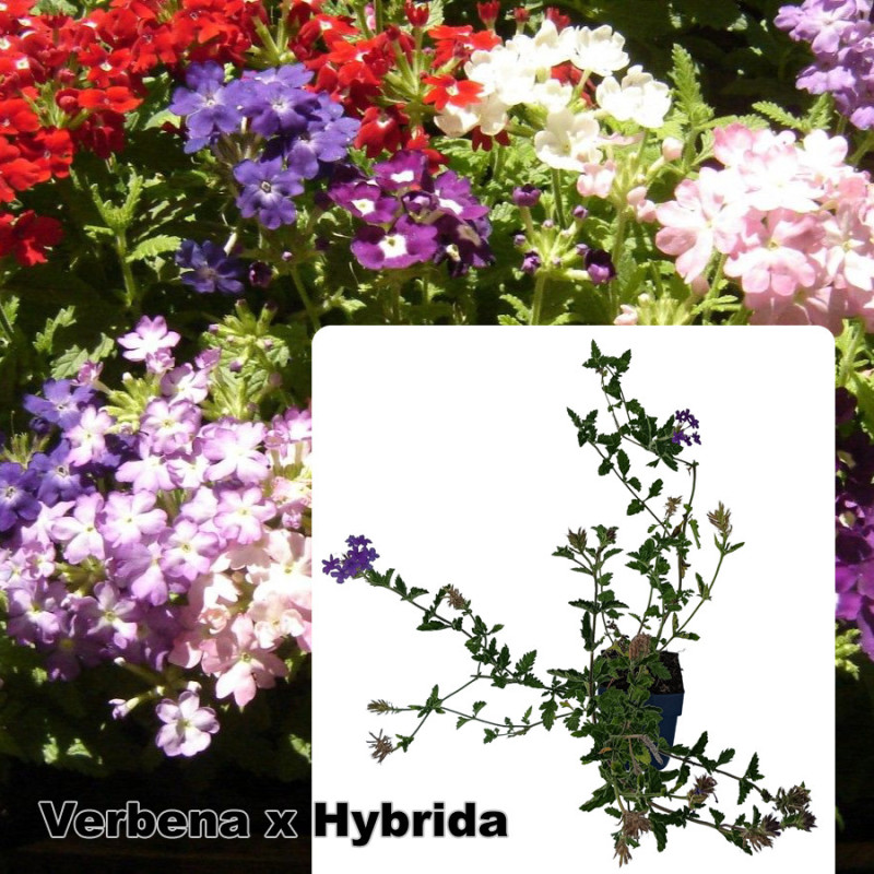 Verbena x hybrida