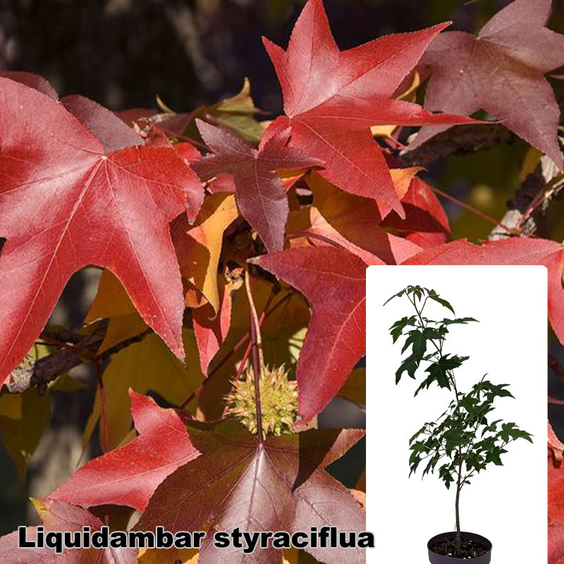 Liquidambar styraciflua