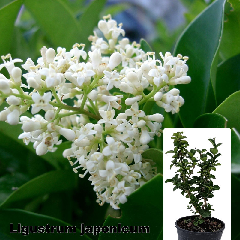 Ligustrum japonicum