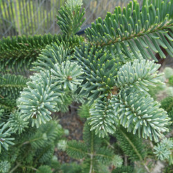 Abies alba