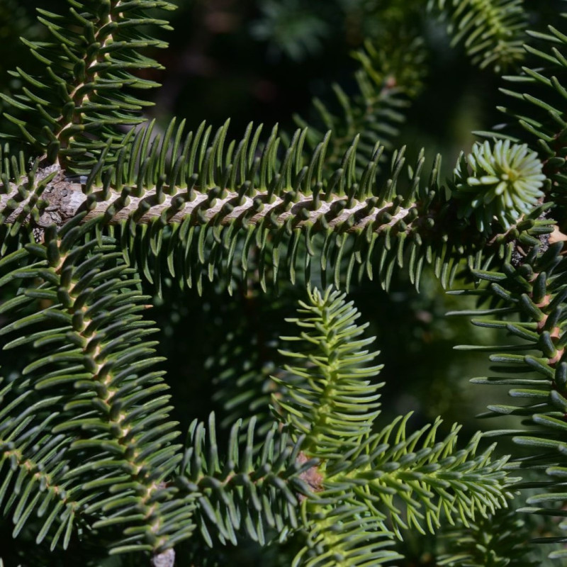 Abies pinsapo