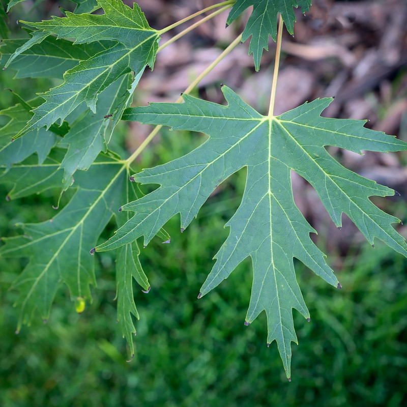 Acer saccharinum