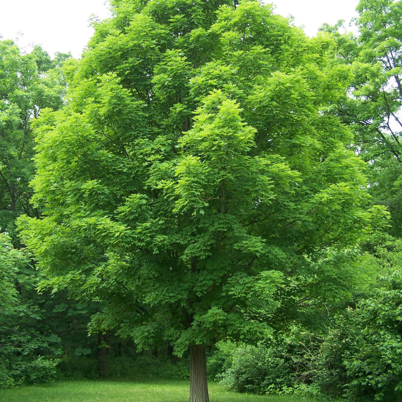 Acer saccharum
