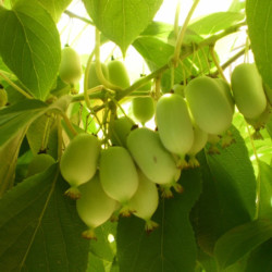 Actinidia arguta